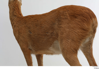 European roe deer back body 0004.jpg